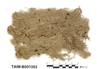 藏品(白齒泥炭苔)的圖片